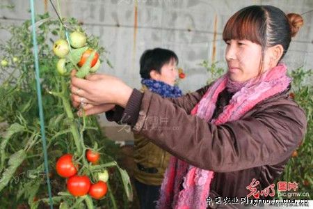 中农106黄瓜种植技术