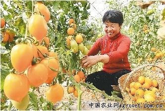 淮阳黄花菜种植的村庄