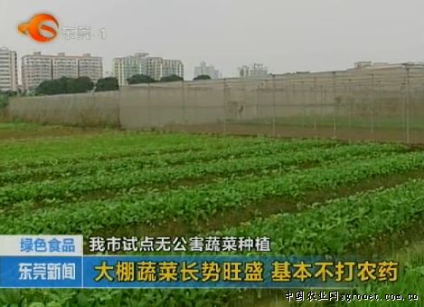 中华巨葱种子批发价格