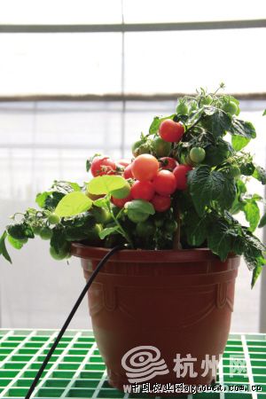 罗曼西红柿储藏保鲜技术