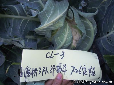 广州青菜批发市场