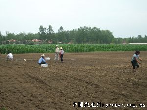 中国韭菜种子网