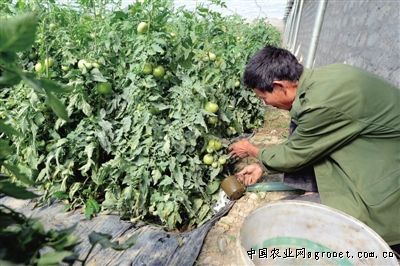 油菜苔的种植方法