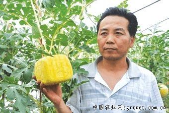 中国红薯交易网