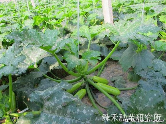 华颂33土豆育种技术