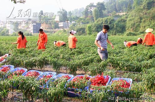越南紫薯苗在中国能种植吗