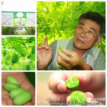 韩国七寸红胡萝卜育种技术