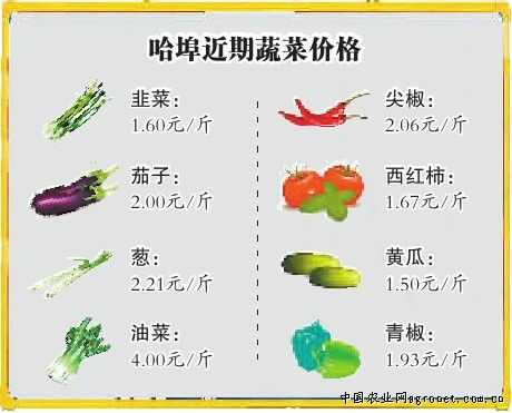 帝沃系列菠菜病虫害防治