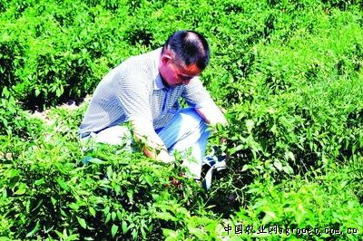 重庆茶树菇生产基地