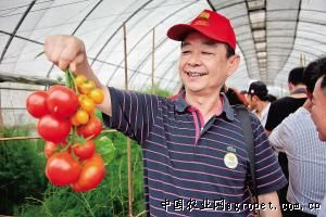 西红柿保鲜技术