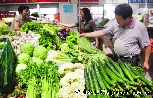 津青75白菜种子公司