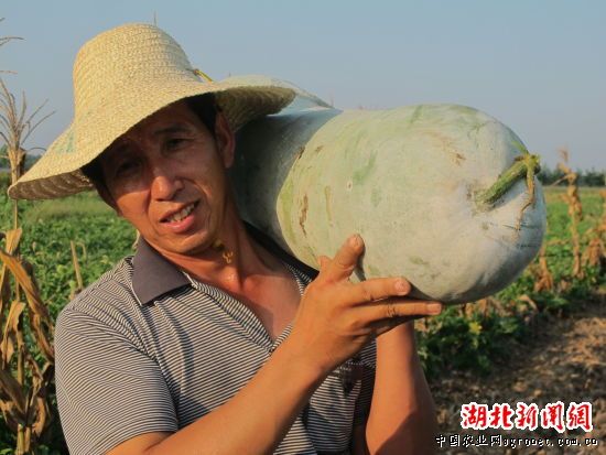 红栗南瓜高产优质种植技术