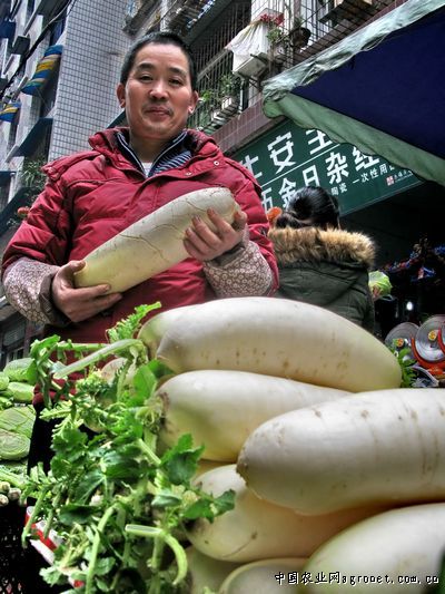 广东菜心种子多少钱10克