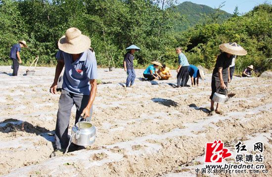 泰国扁豆种植技术