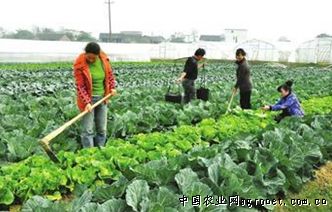 亚洲大春白菜病虫害及防治