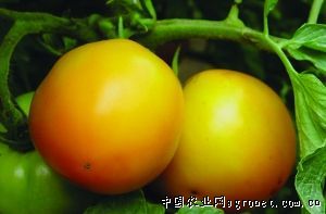 山东大粉西红柿种子