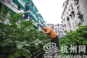 广昌茶树菇种植基地