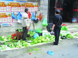 长叶菠菜种子公司