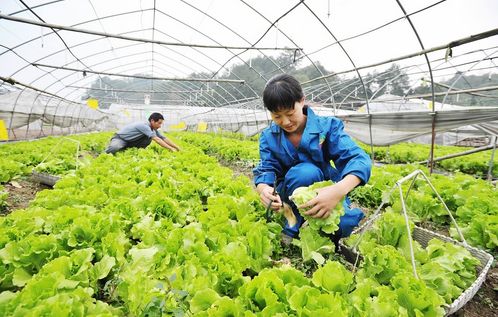 广昌茶树菇种植成本