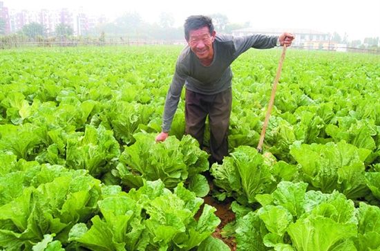 台湾丝瓜种植技术