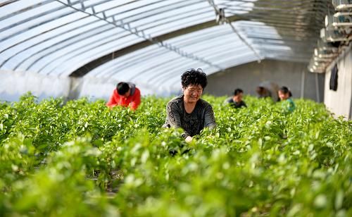 红菜苔高产种植技术