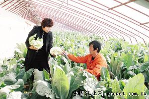 中国辣椒产量4000万吨居全球之首