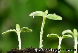 箭舌豌豆种植时间