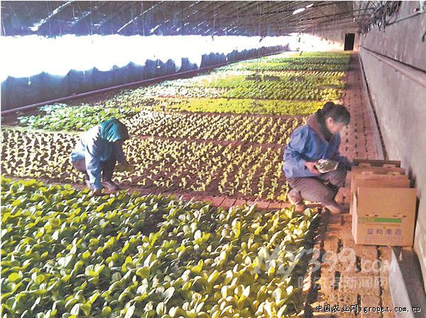 磨盘南瓜种植技术