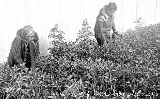 青豌豆种子图片