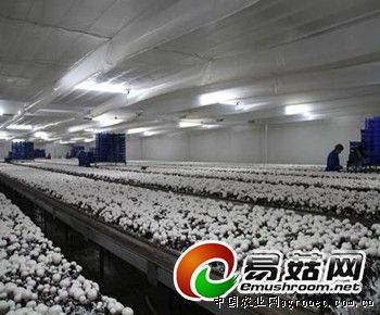 中国莲藕产业网