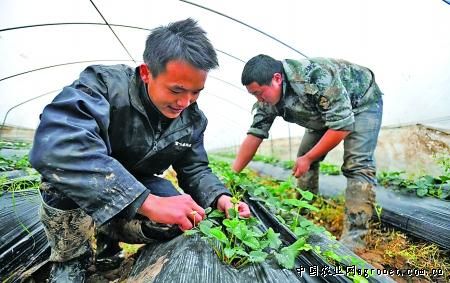 北京“囤”菜稳住价春节蔬菜保供