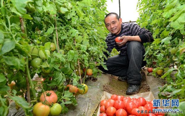 旱地西红柿种植管理
