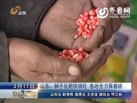 中糯309玉米供应信息