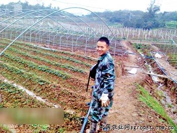 津研系列黄瓜种植技术