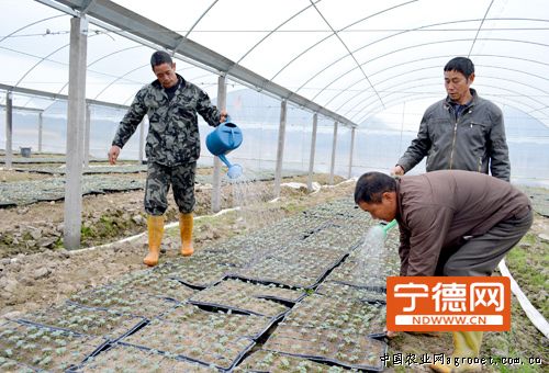 山东单县：蔬菜价格十月下旬监测运行分析