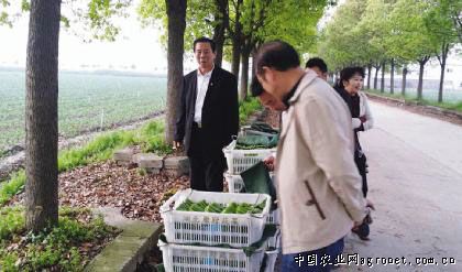 白玉簪藕带种植技术