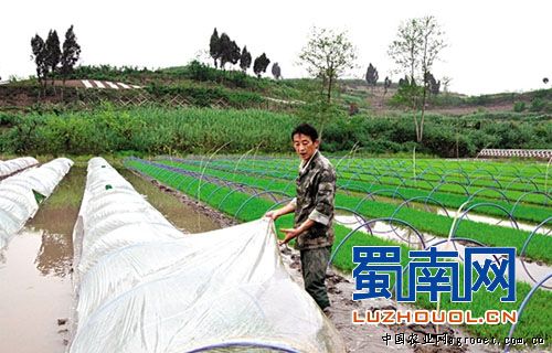 紫黑糯玉米种植技术