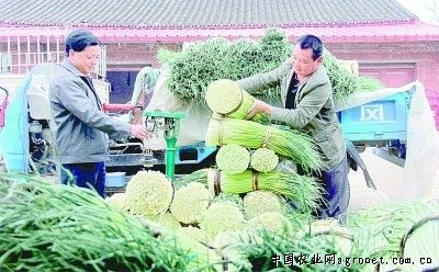 夏秋王白菜种植技术