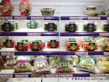 武城菜农150多吨白萝卜和菠菜滞销