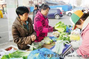 黄花菜种子价格