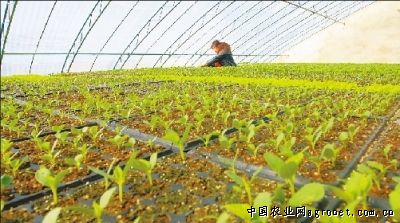 四棱豆种植