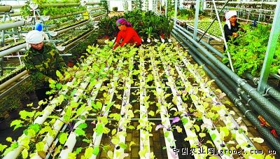 香芋南瓜种植技术与管理