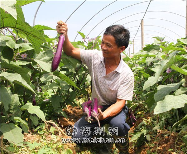 紫白菜种植技术