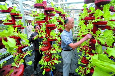 苏州蔬菜因冷空气上涨一成多 产量到货量锐减