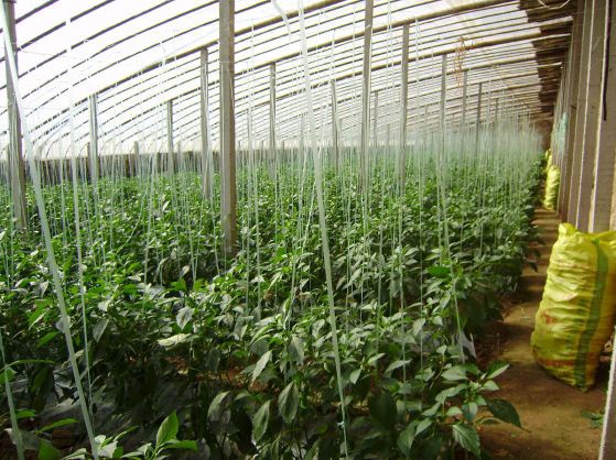 织金红托竹荪栽培技术