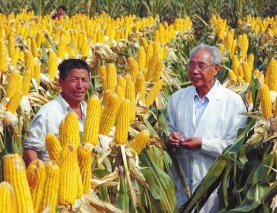 万糥2000玉米育种技术