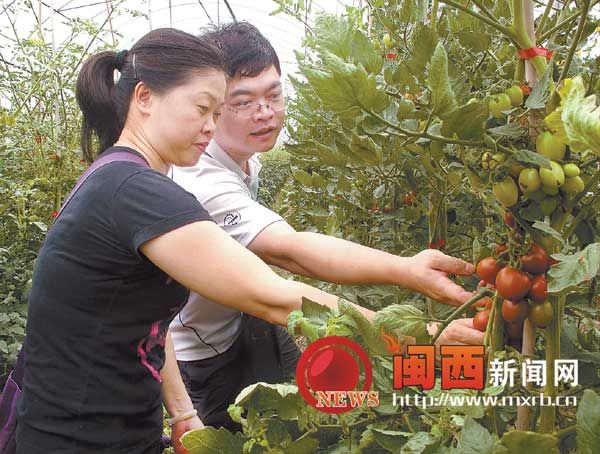 南京市大量西红柿上市