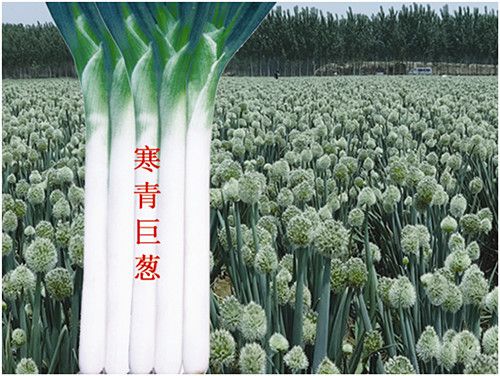 云南镇沅县特色蔬菜种植规模化发展