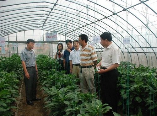 中农26黄瓜种子公司