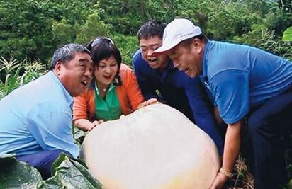 红南瓜种植技术与管理